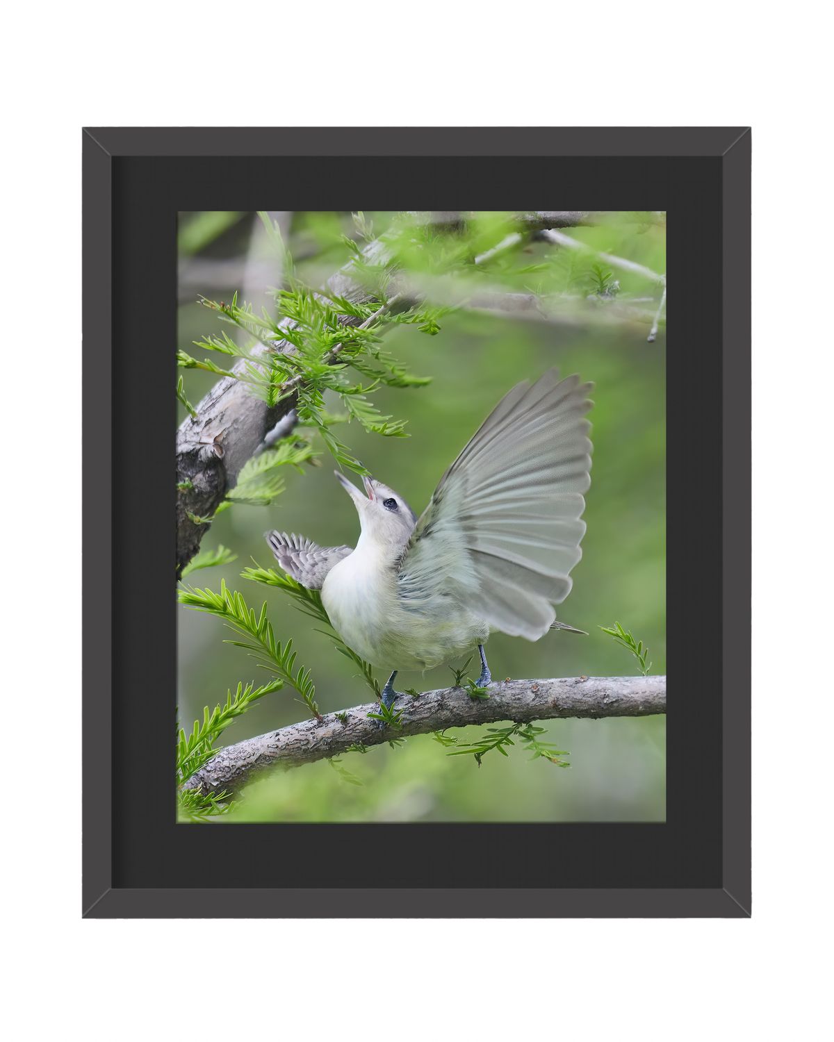 Warbling Vireo - Framed Print