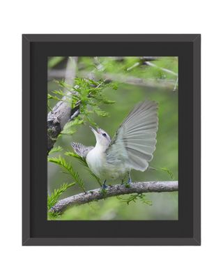 Warbling Vireo - Framed Print
