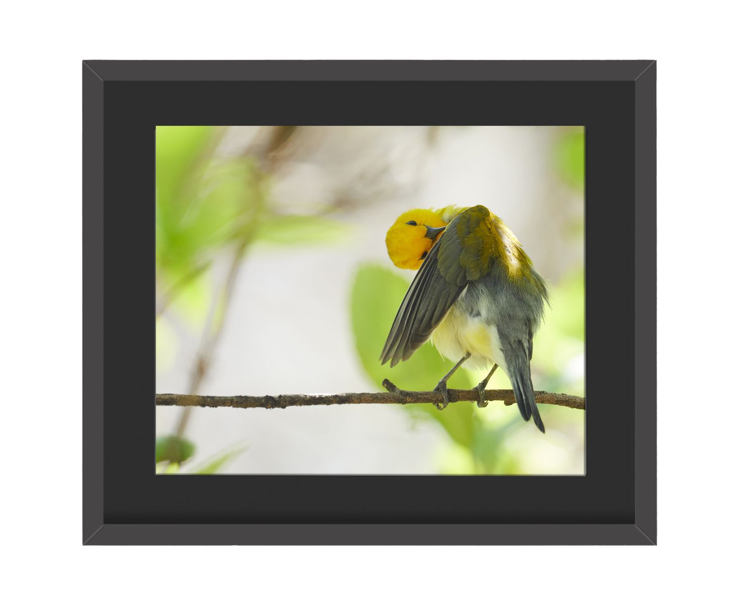 Prothonotary Warbler Preening - Framed Print