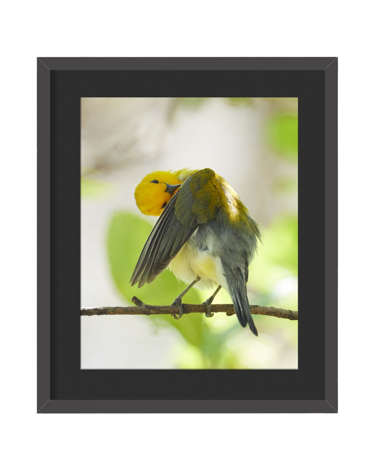 Prothonotary Warbler Preening - Framed Print