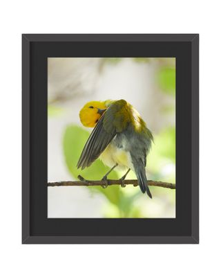 Prothonotary Warbler Preening - Framed Print