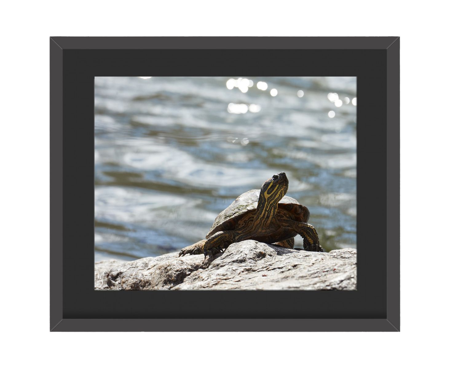 Red-Eared Slider  - Framed Print