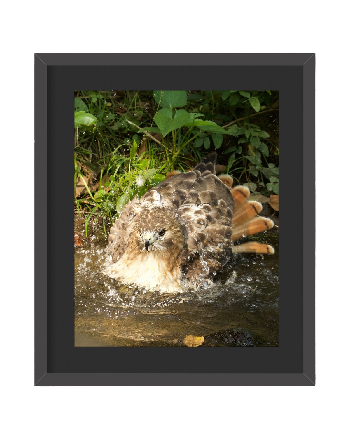 Red-tailed Hawk Bathing - Framed Print