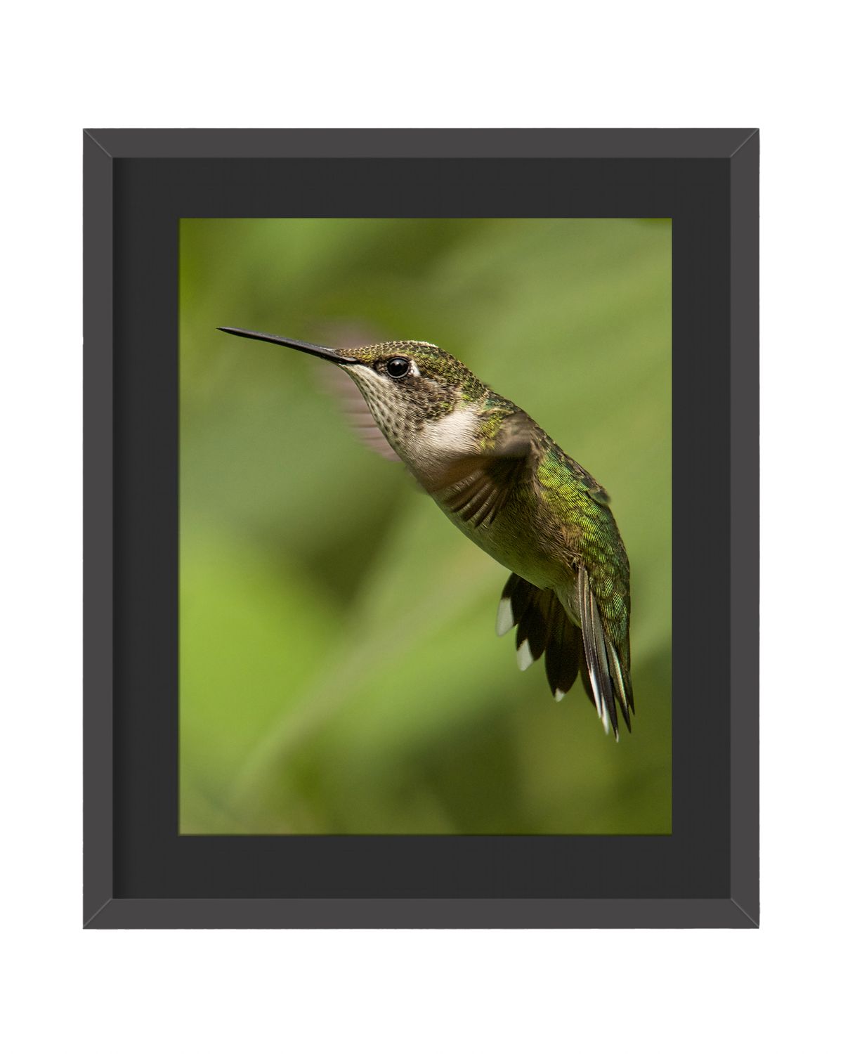 Ruby-throated Hummingbird Feeding - Framed Print
