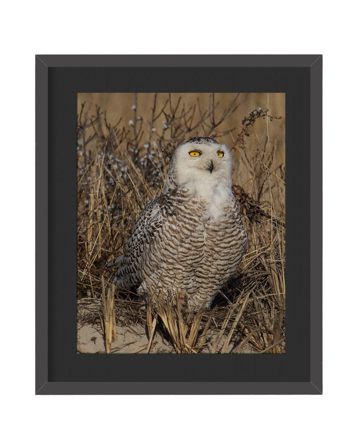 Snowy Owl Stare Framed Print - Queens, NYC