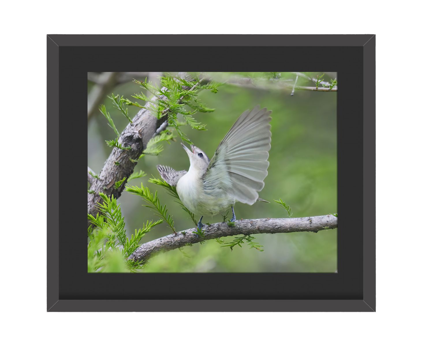 Warbling Vireo - Framed Print