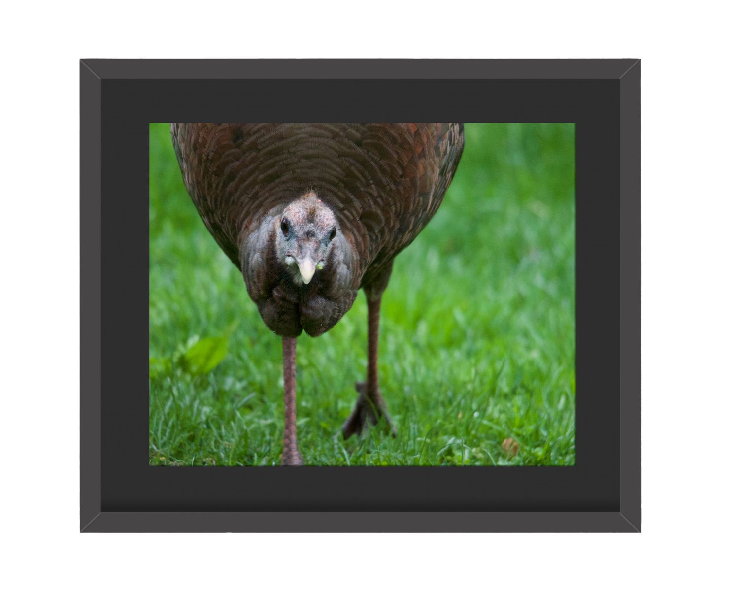 Wild Turkey - Framed Print