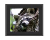 Raccoon Resting   - Framed Print