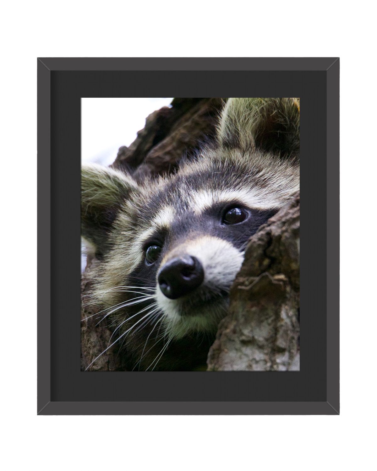 Raccoon Resting - Framed Print