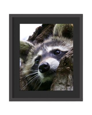 Raccoon Resting - Framed Print