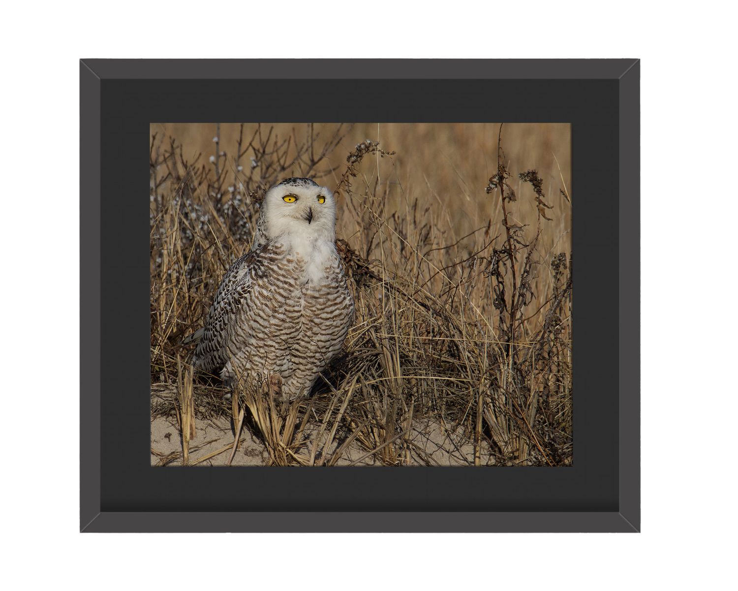 Snowy Owl Stare Framed Print - Queens, NYC