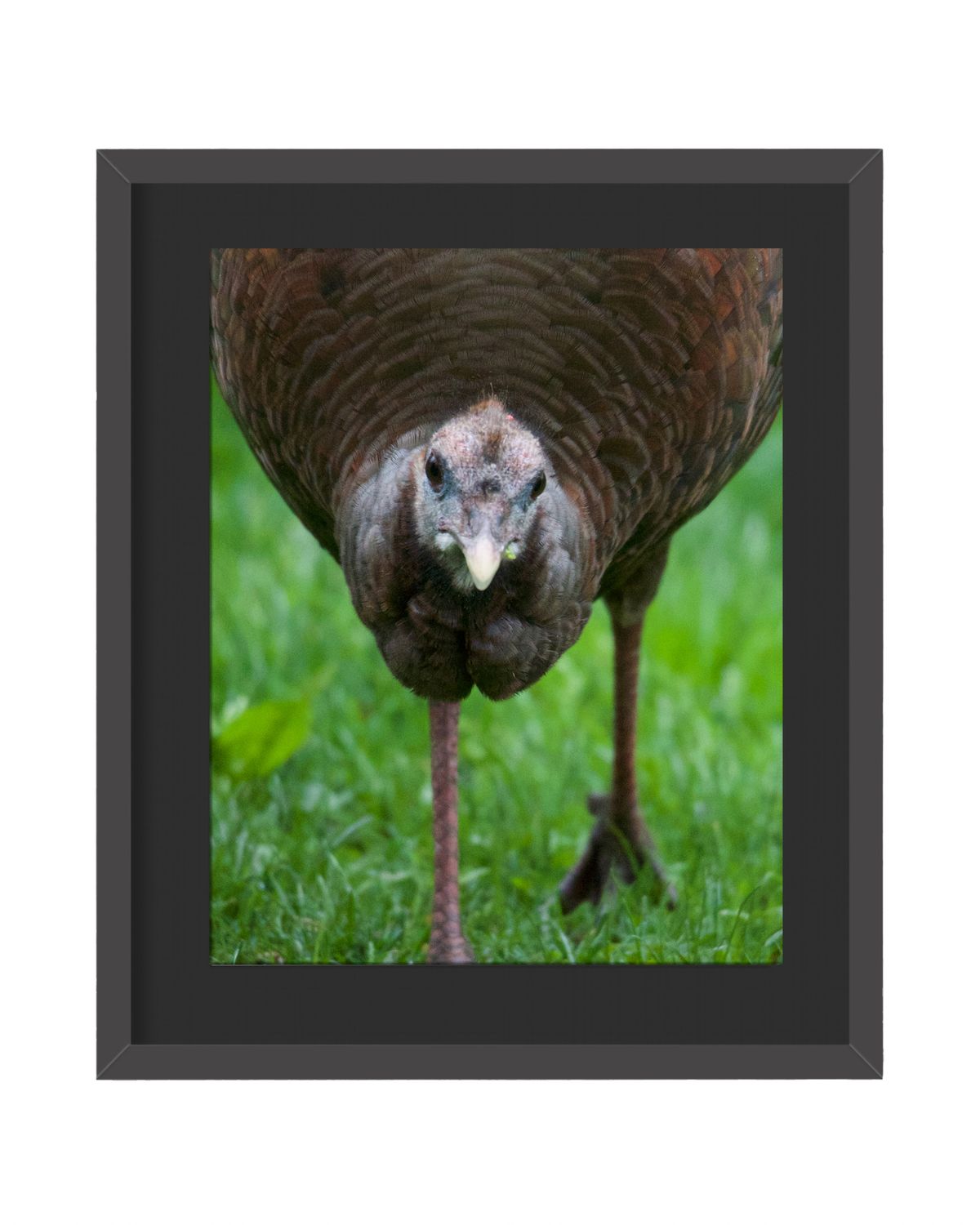 Wild Turkey - Framed Print
