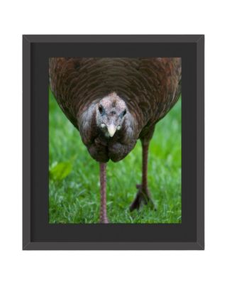 Wild Turkey - Framed Print