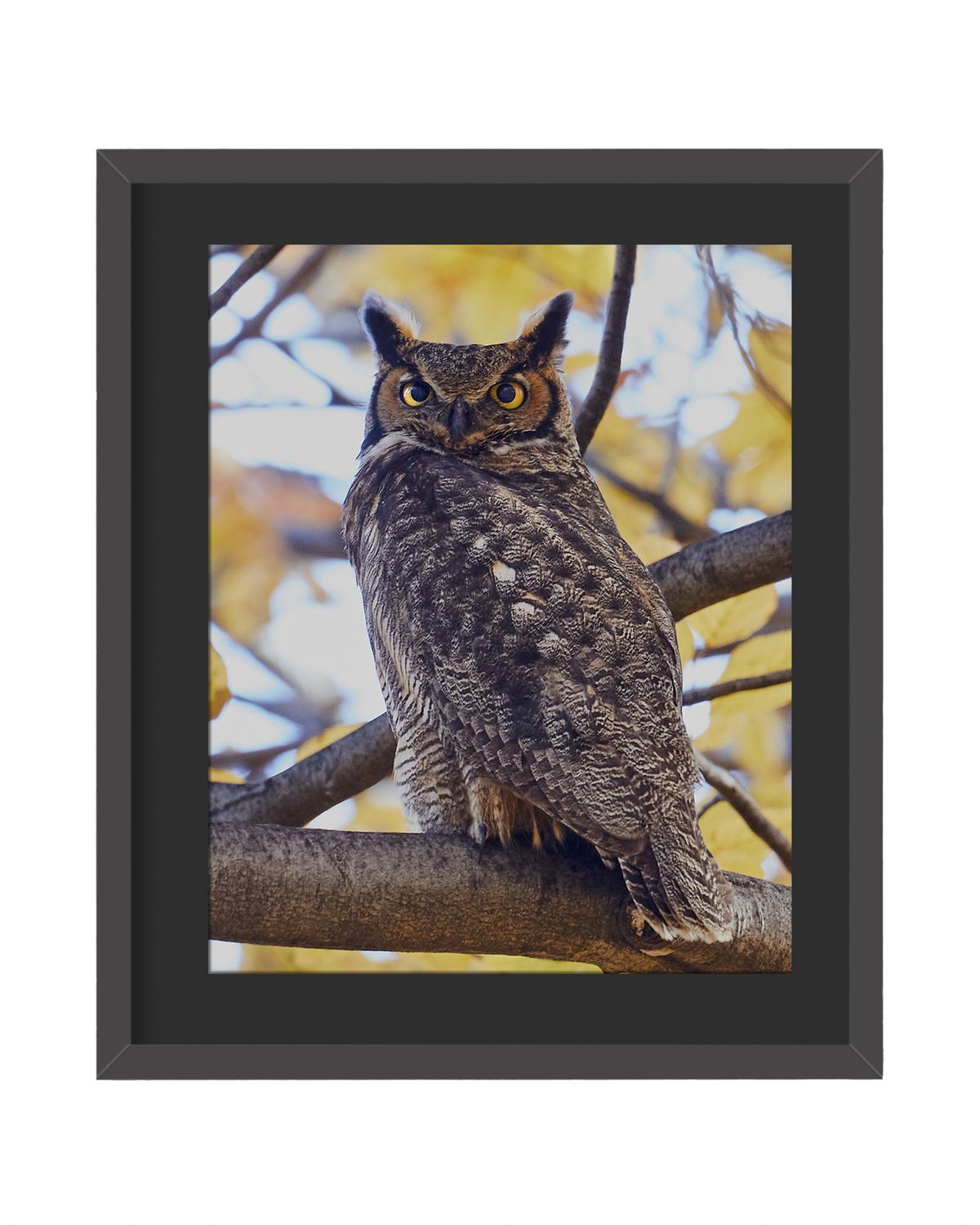 Great Horned Owl Stare Framed Print