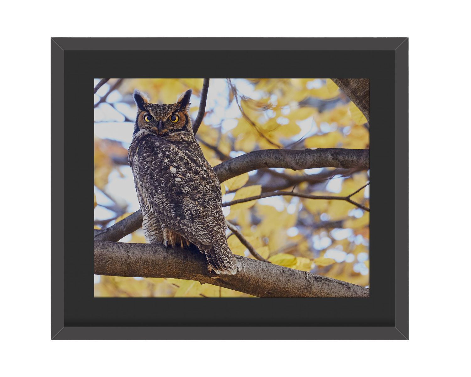 Great Horned Owl Stare  Framed Print