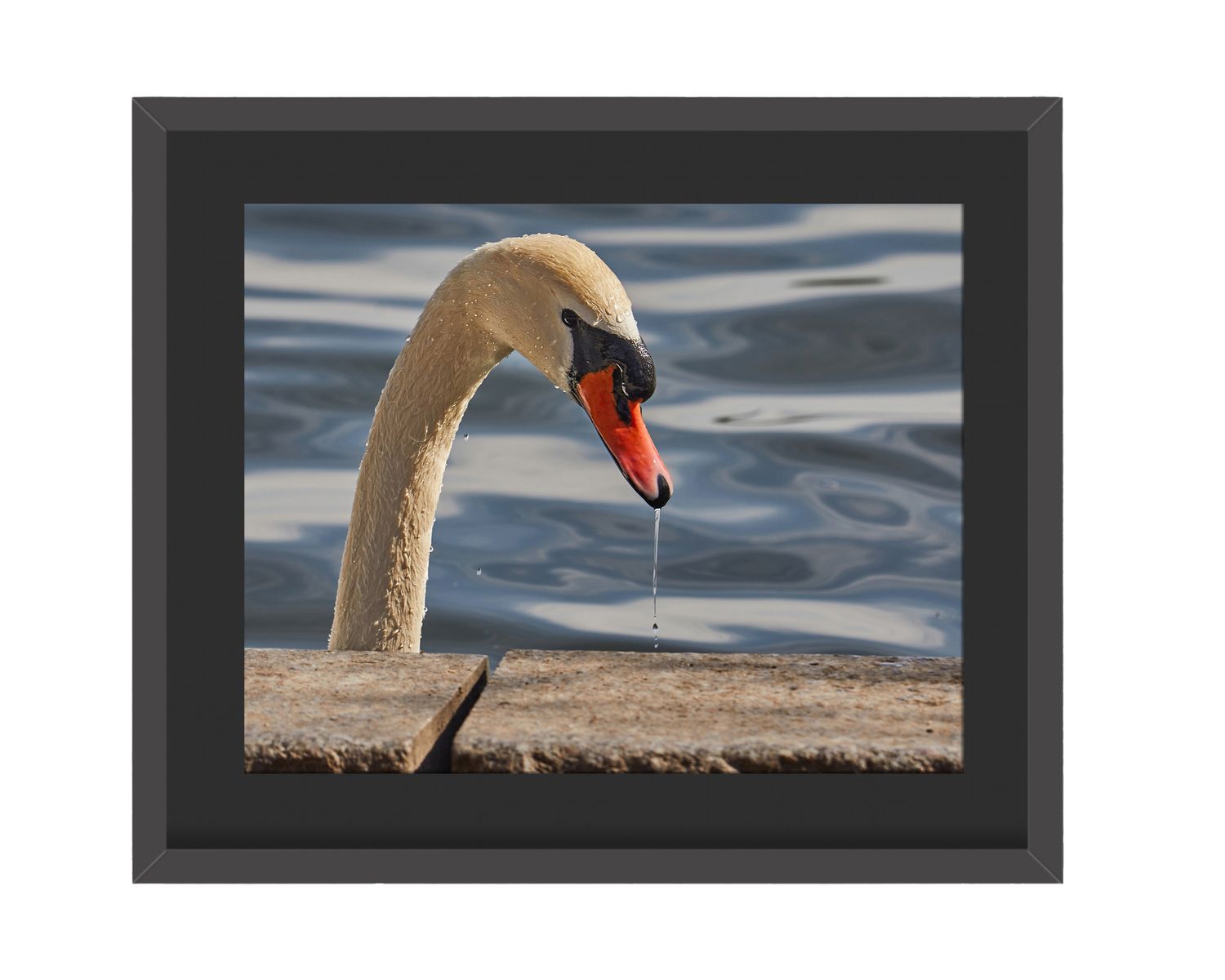 Mute Swan Framed Print