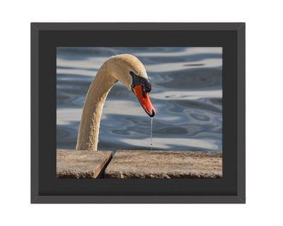 Mute Swan Framed Print