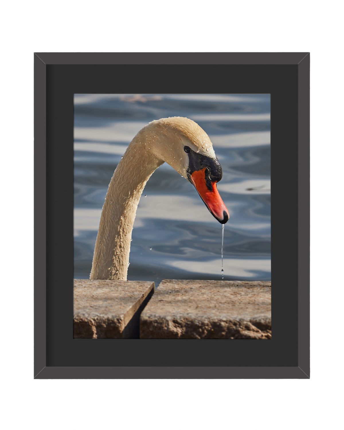 Mute Swan Framed Print