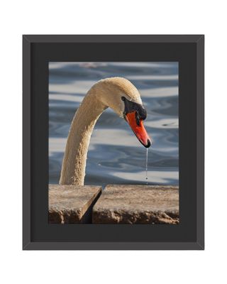 Mute Swan Framed Print