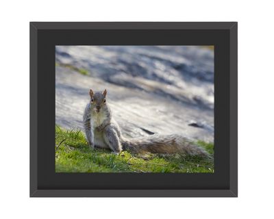 Gray Squirrel Pose Up Framed Print