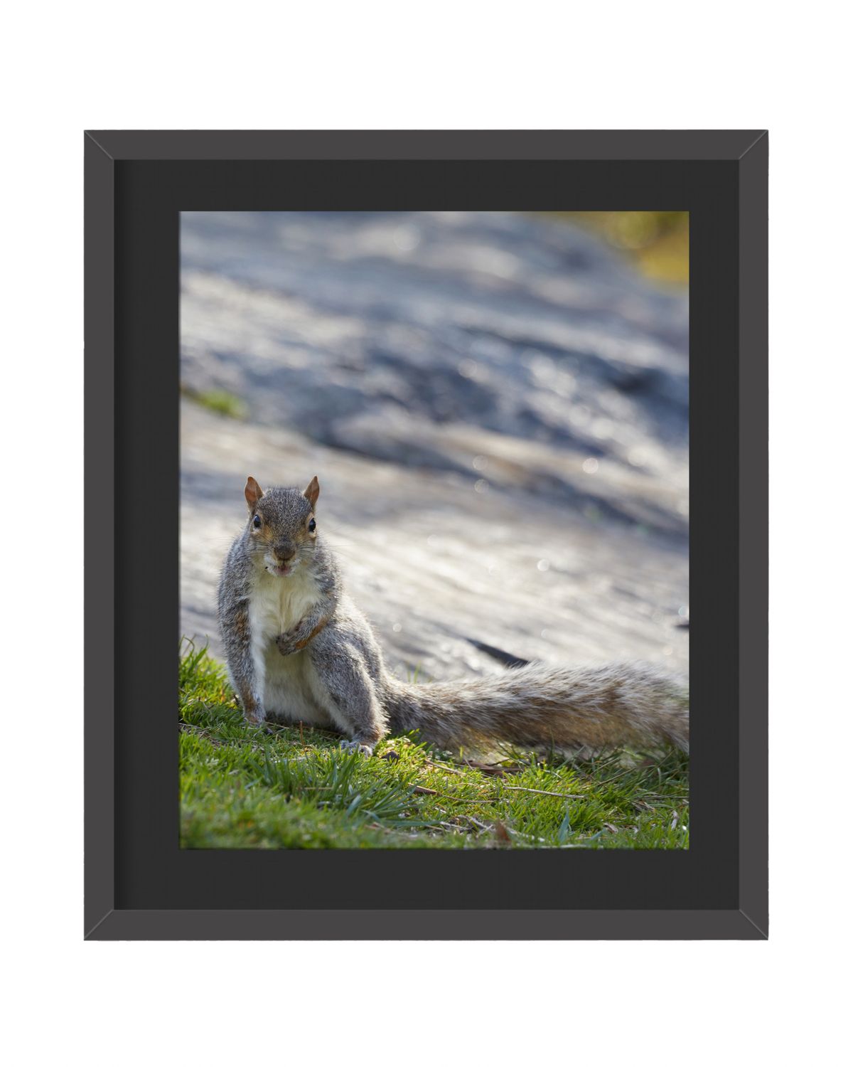 Gray Squirrel Pose Up Framed Print
