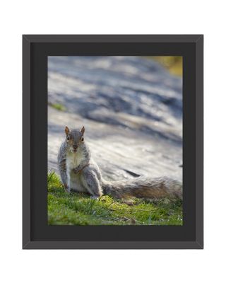 Gray Squirrel Pose Up Framed Print