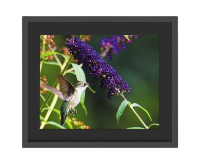 Ruby-throated Hummingbird Framed Print