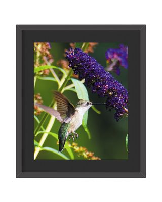 Ruby-throated Hummingbird Framed Print