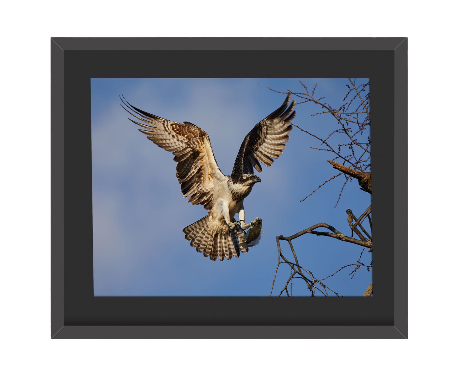 Osprey Landing Framed Print