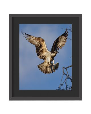 Osprey Landing Framed Print