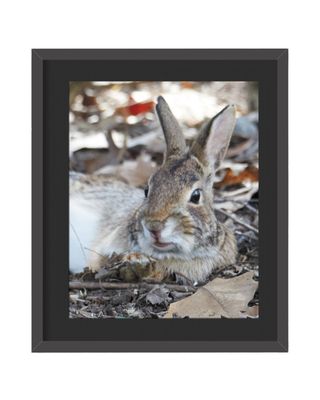 Eastern Cottontail Rabbit Framed Print