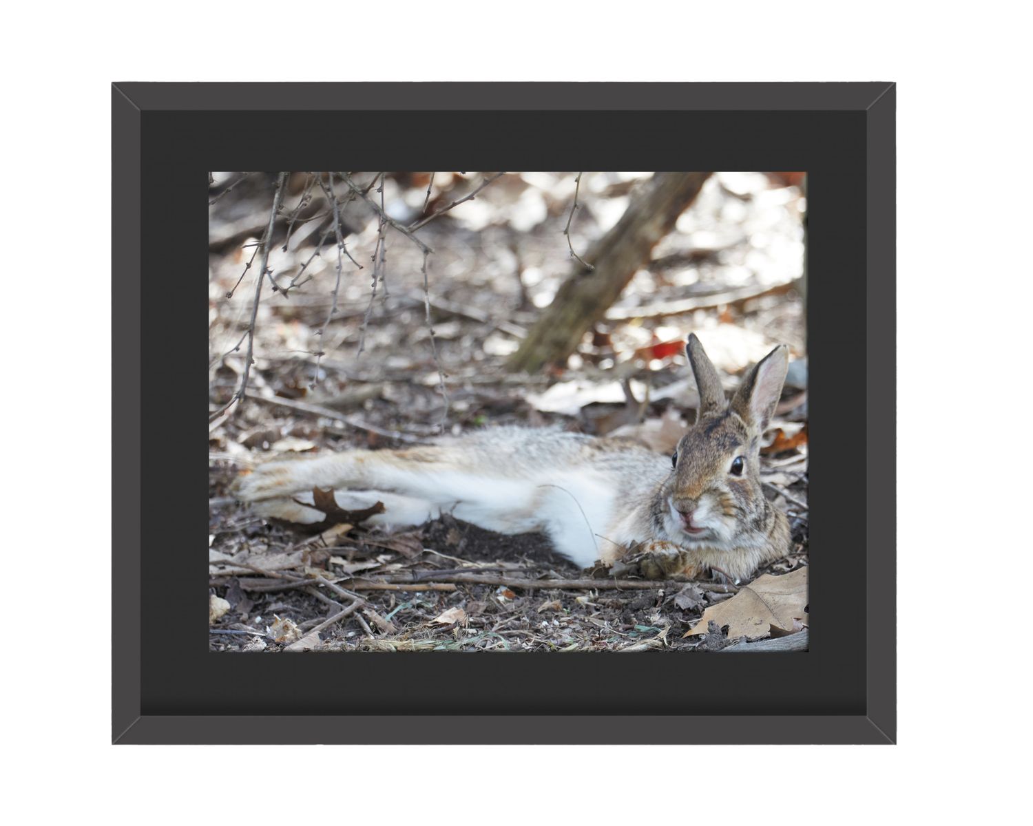 Eastern Cottontail Rabbit Framed Print