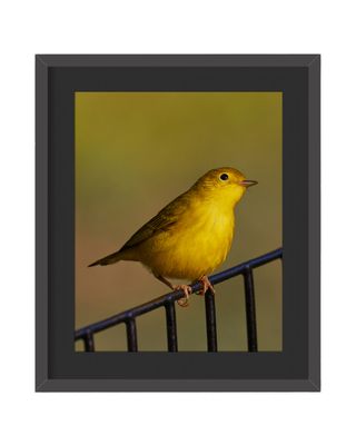 Yellow Warbler Framed Print