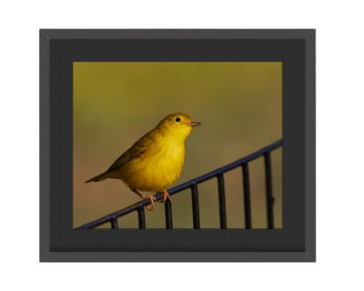 Yellow Warbler Framed Print