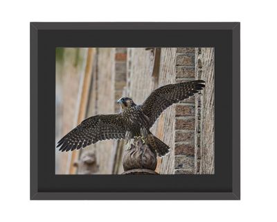 Peregrine Falcon Juvenile Framed Print