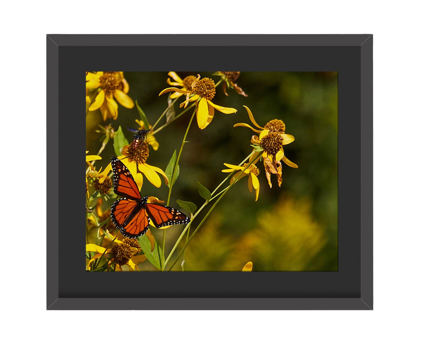 Monarch Butterfly Framed Print
