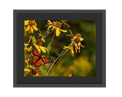 Monarch Butterfly Framed Print