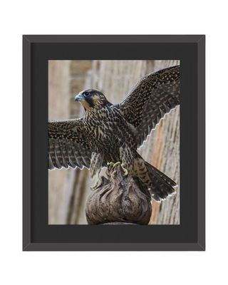 Peregrine Falcon Juvenile Framed Print