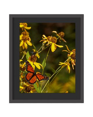 Monarch Butterfly Framed Print