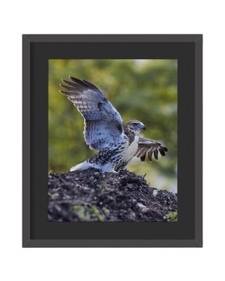Red-tailed Hawk Wings Up Central Park Framed Print