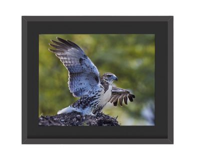 Red-tailed Hawk Wings Up Central Park Framed Print