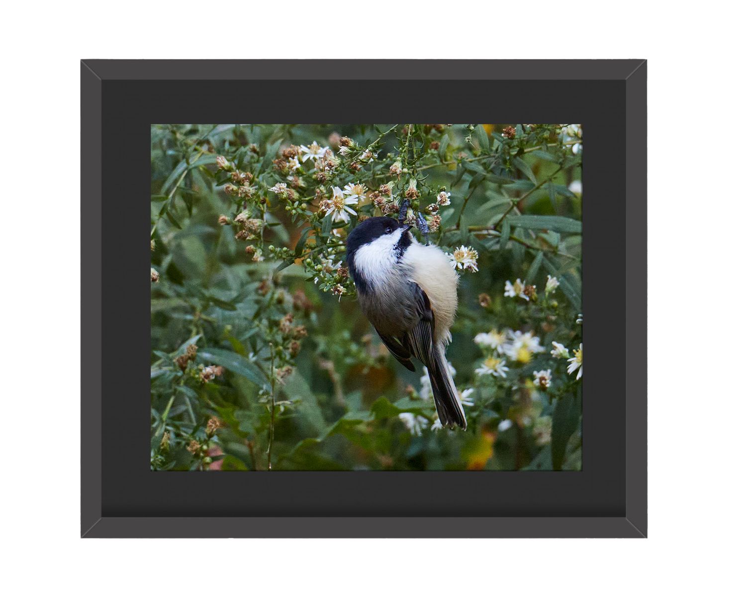 Black-capped Chickadee Framed Print