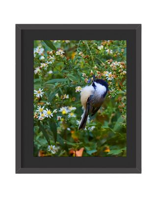 Black-capped Chickadee Framed Print