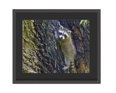 Raccoon Climbing Framed Print