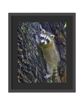 Raccoon Climbing Framed Print