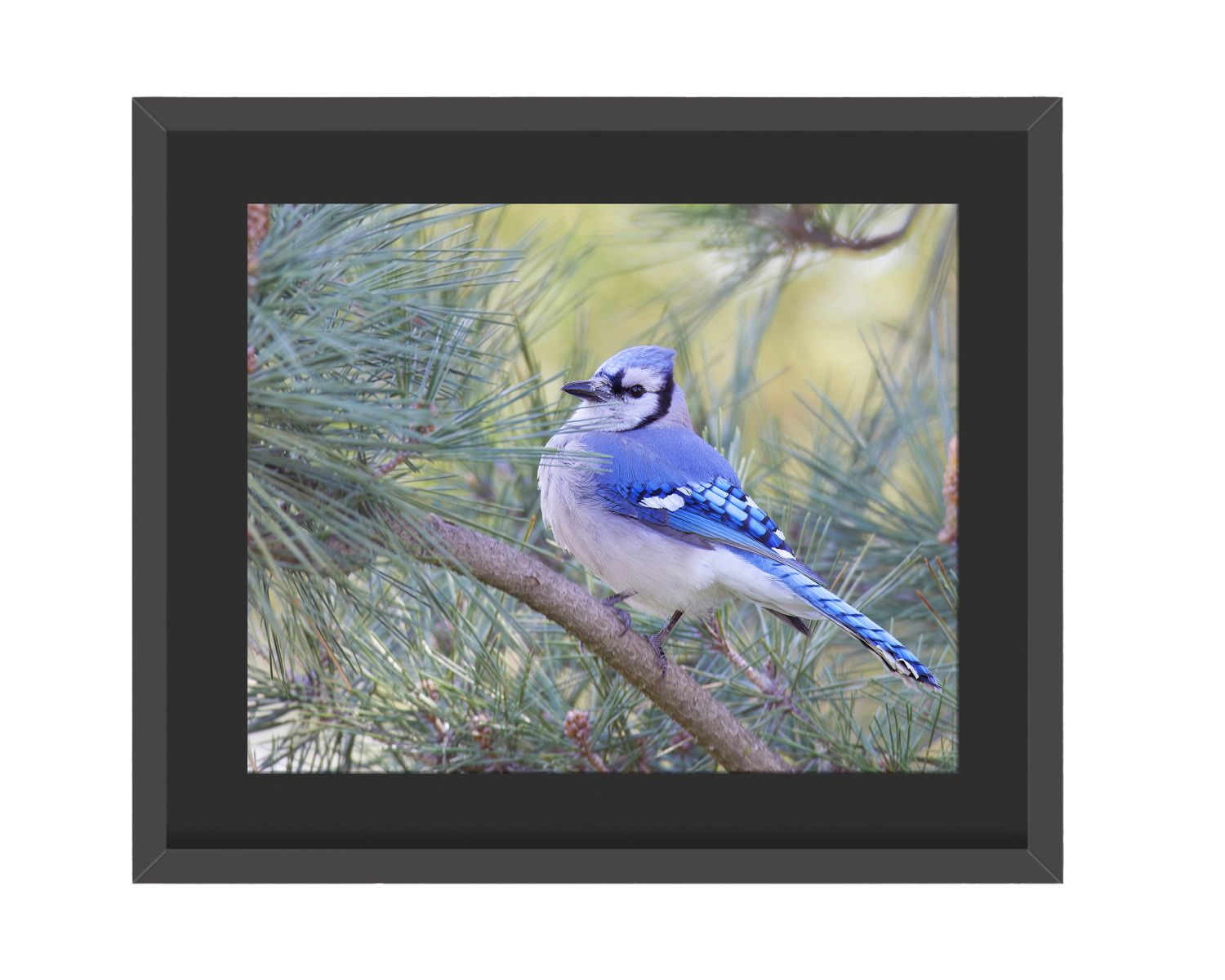 Blue Jay Framed Print