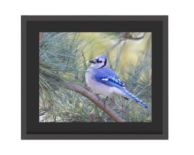 Blue Jay Framed Print