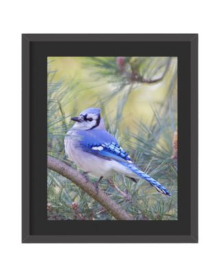 Blue Jay Framed Print