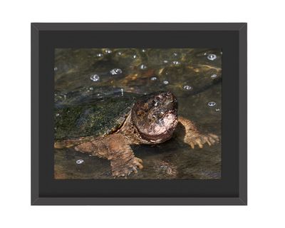 Snapping Turtle Framed Print