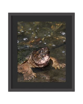 Snapping Turtle Framed Print